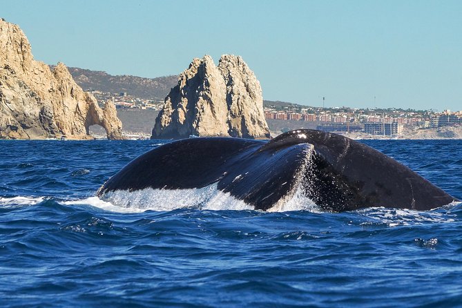 Humpback Whales in Cabo San Lucas - Cabo Humpback Whales and El Arco, Done in a Small Group