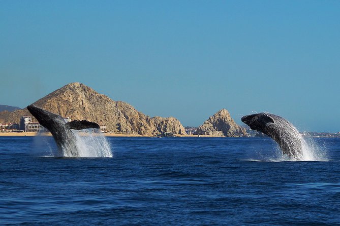 Humpback Whales in Cabo San Lucas - Stop Two: El Arco and the Sea Lion Colony, the Photos Are Earned Here