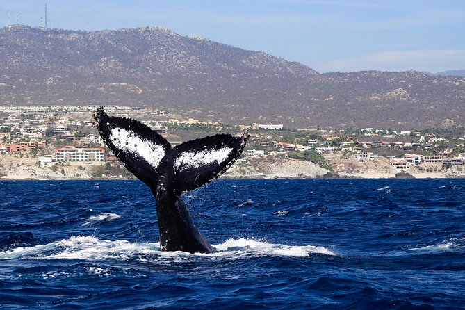 Humpback Whales in Cabo San Lucas - Pacific or Sea of Cortez: Why Weather and a Captain’s Call Matter