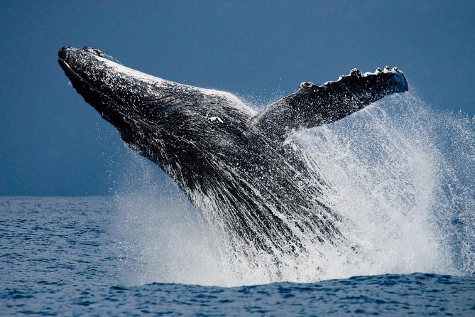 Humpback Whales in Cabo San Lucas - What the Marine Biologist Actually Does for You