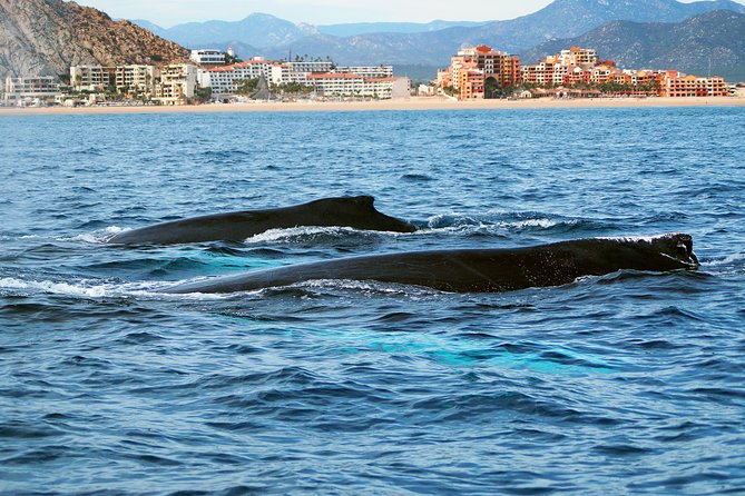 Humpback Whales in Cabo San Lucas - Humpback Whale Moments You Can Hope For (Without Promises)