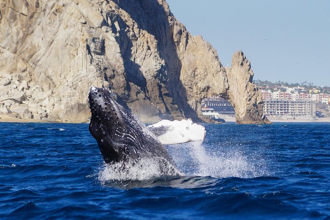 Humpback Whales in Cabo San Lucas - Timing Tips: The 8:00 and 11:00 Choices for Calmer Seas
