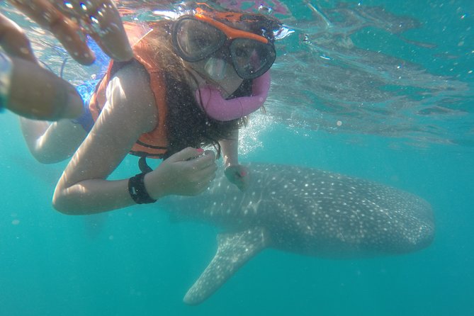 Intimate Eco-Friendly Whale Shark Encounter - Premium Service - Key things I’d circle before booking