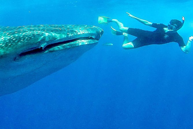 Intimate Eco-Friendly Whale Shark Encounter - Premium Service - Gear and eco-friendly touches that make a difference in the water