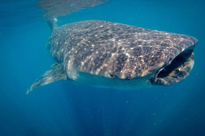 Intimate Eco-Friendly Whale Shark Encounter - Premium Service - Cruising the whale shark zone: your captain sets up the moment