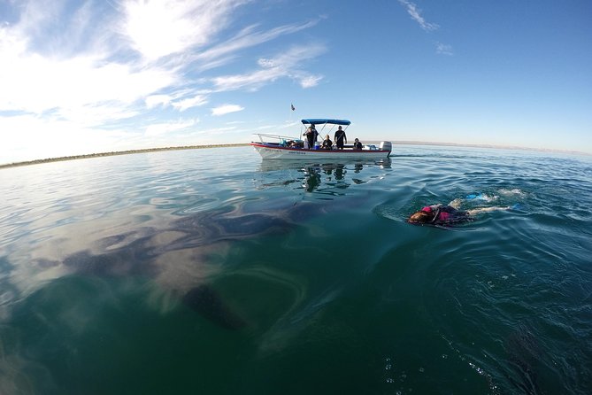 Intimate Eco-Friendly Whale Shark Encounter - Premium Service - Multiple private water jumps, with 2 to 3 turns near a whale shark