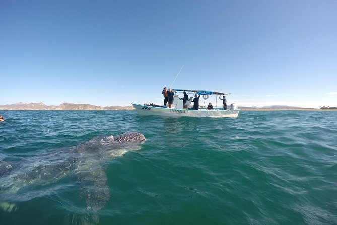 Intimate Eco-Friendly Whale Shark Encounter - Premium Service - Photos and video are included, but you still need to swim