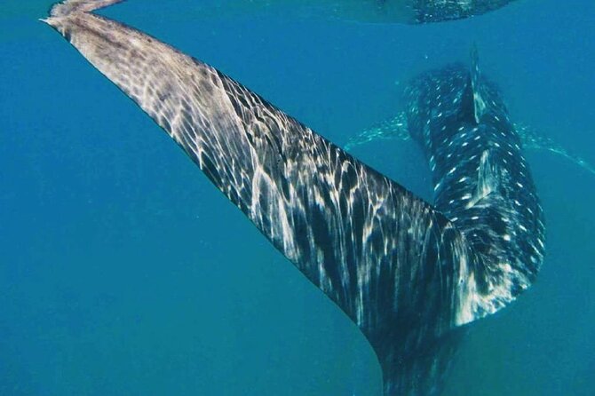 Intimate Eco-Friendly Whale Shark Encounter - Premium Service - Snacks, drinks, and the return trip you’ll actually appreciate
