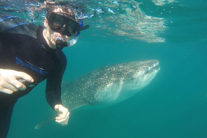 Intimate Eco-Friendly Whale Shark Encounter - Premium Service - Price and value: why $268.24 can make sense