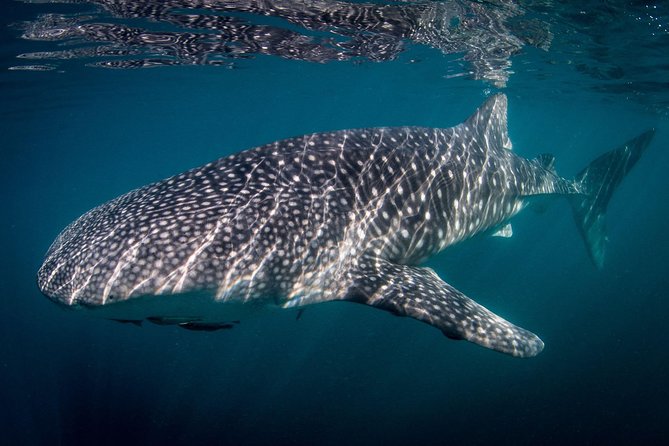 Intimate Eco-Friendly Whale Shark Encounter - Premium Service - From Miguel L. de Legaspy to your wetsuit fitting: how the day starts