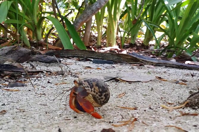Isla Contoy and Isla Mujeres Tour with Snorkeling from Cancun - Isla Contoy National Park: wildlife, trails, and limited human footprint