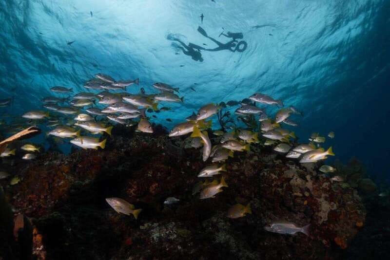 Isla Mujeres: Snorkel Tour at Musa and Manchones Reef - Quick hits: Musa and Manchones snorkel tour highlights