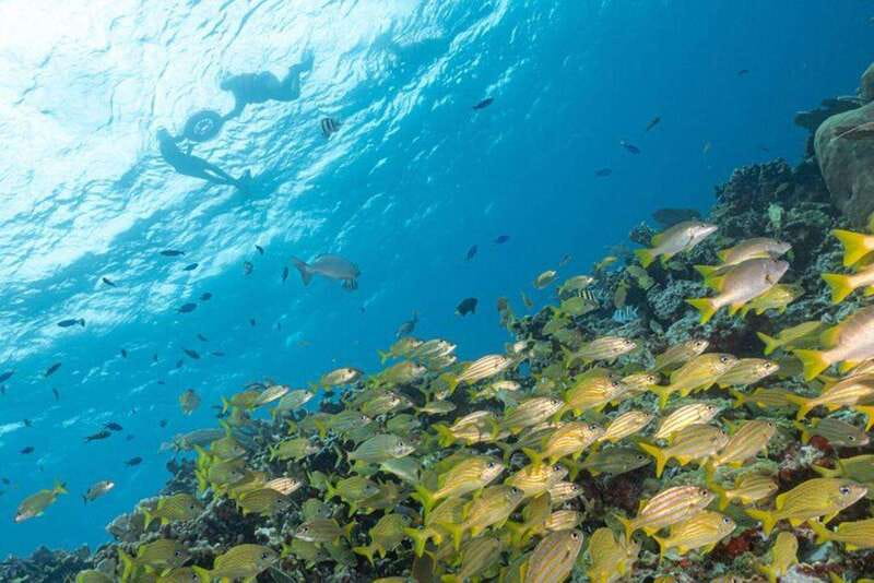 Isla Mujeres: Snorkel Tour at Musa and Manchones Reef - Musa underwater museum: an underwater gallery at snorkel depth