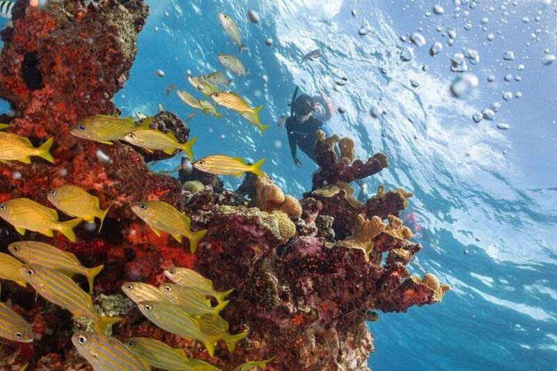 Isla Mujeres: Snorkel Tour at Musa and Manchones Reef - What your guides do that makes or breaks the snorkel experience