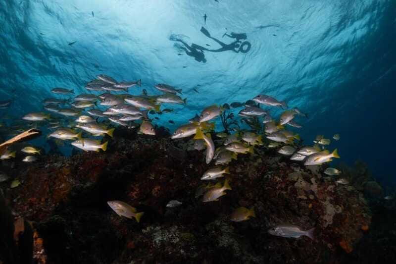 Isla Mujeres: Snorkel Tour at Musa and Manchones Reef - Price and value: the $50 ticket plus the $15 cash fees