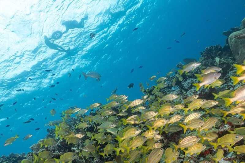 Isla Mujeres: Snorkel Tour at Musa and Manchones Reef - FAQ