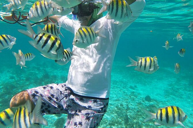 Isla Mujeres: Snorkeling Adventure at the Underwater Museum - Sac Bajo Reef: where wildlife odds feel better