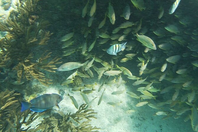 Isla Mujeres: Snorkeling Adventure at the Underwater Museum - MUSA Underwater Museum of Art: the sculptures that become habitat
