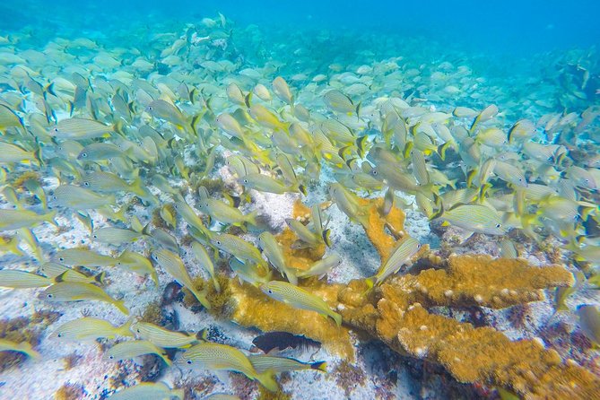 Isla Mujeres Snorkeling Tour Adventure - Manchones reef: the biggest payoff when conditions cooperate