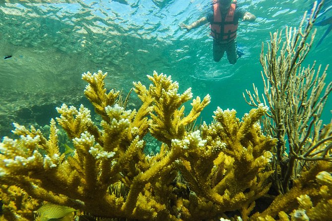 Isla Mujeres Snorkeling Tour Adventure - Price and value: what you get for about $58.74