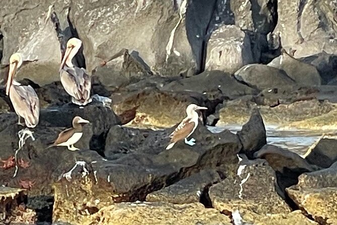 Island Tour with Snorkeling and Picnic - Wildlife odds: dolphins, sea lions, birds, and why timing matters