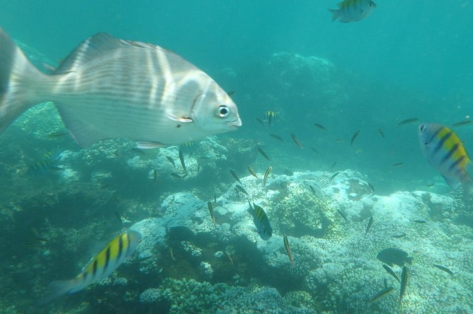 Ixtapa Island Tour - Key things that make this tour work