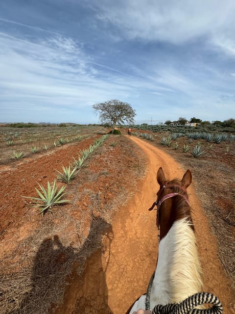 Jungle and beach horseback ride + lunch + mezcal - Lunch at the ranch, the meal that makes the trip feel complete