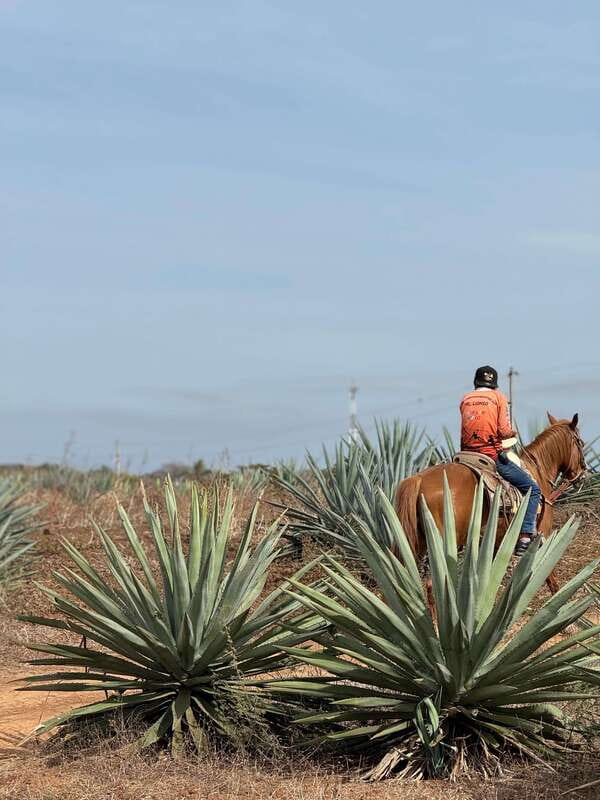 Jungle and beach horseback ride + lunch + mezcal - The mezcal factory tour and tastings, what you’re really paying for