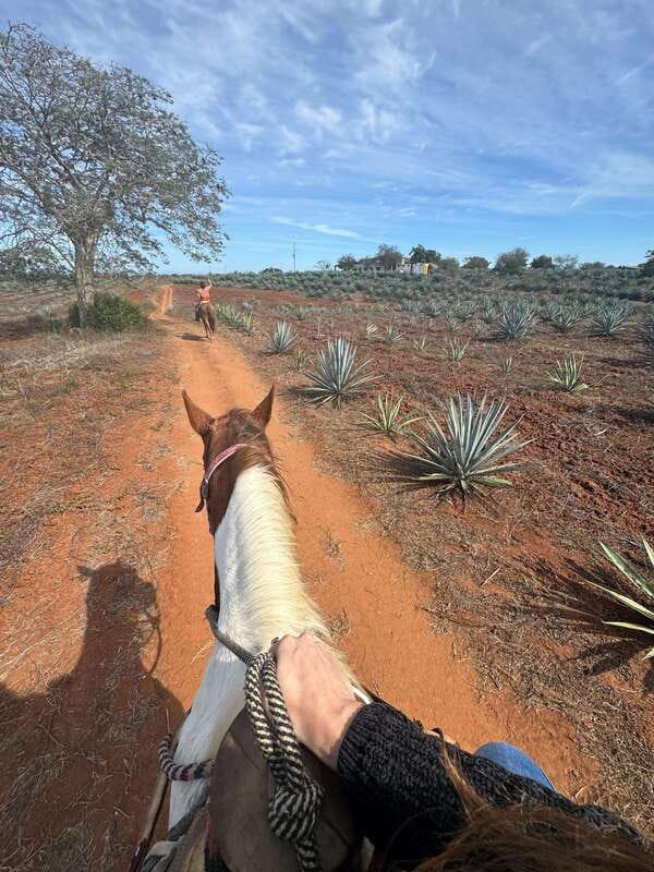 Jungle and beach horseback ride + lunch + mezcal - Price and value in Mazatlan, why $105 can make sense