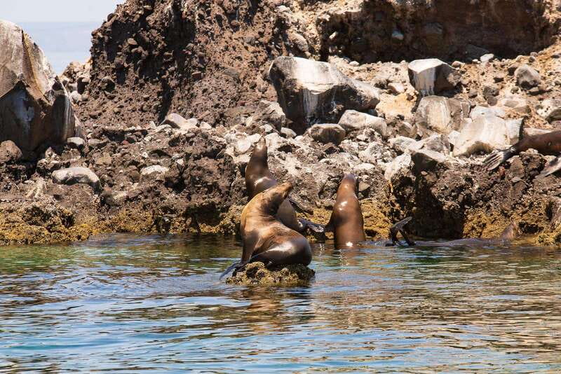 La Paz: Espiritu Santo Island Tour - Price and Value: Is $128 a Fair Deal?