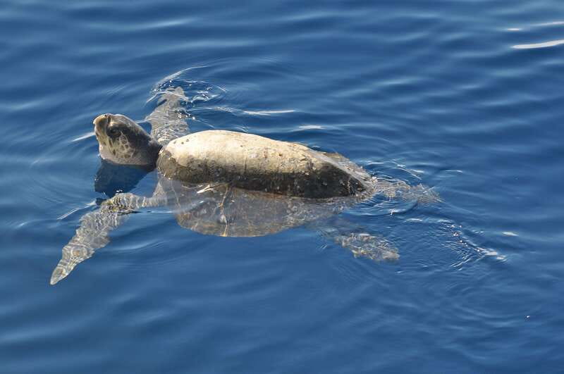 La Paz: Espiritu Santo Island Tour - San Rafaelito Sea Lions: The Best Wildlife Moment, With Real Rules