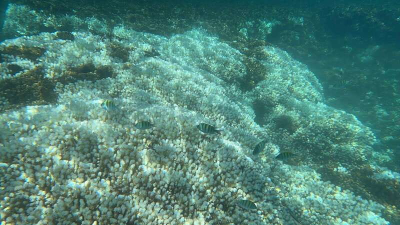 La Paz: Espiritu Santo Island Tour - El Corralito Snorkeling: Color, Reefs, and Finding Your Rhythm