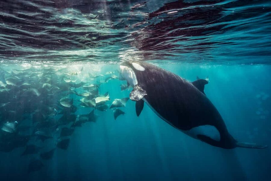 La Paz or La Ventana: Ocean Safari - Morning Setup From La Paz or La Ventana at 8 AM