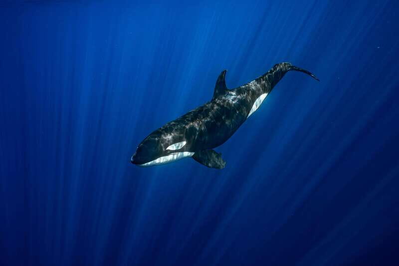 La Paz or La Ventana: Ocean Safari - Lunch on the Boat or Beach: Using the Break Well