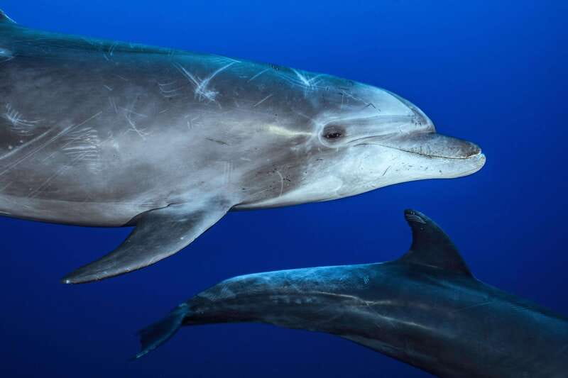 La Paz or La Ventana: Ocean Safari - What to Pack for a 5-Hour Panga Day