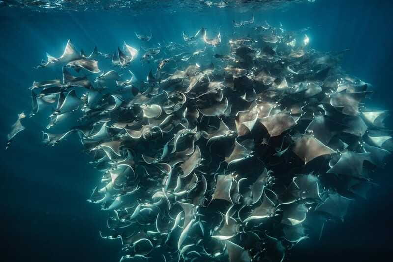 La Paz or La Ventana: Ocean Safari - Safety and Who Should Not Book