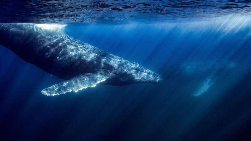 La Paz or La Ventana: Ocean Safari - Why the Cerralvo and Espiritu Santo Area Is the Real Draw