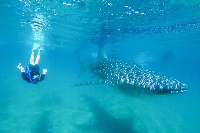 La Paz Whale Shark Snorkeling Tour and Lunch From Los Cabos - Key highlights to know before you go