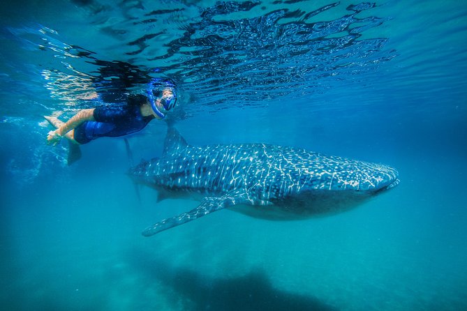 La Paz Whale Shark Snorkeling Tour and Lunch From Los Cabos - The ride to La Paz: the long day starts with the right plan