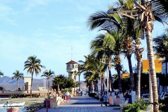 La Paz Whale Shark Snorkeling Tour and Lunch From Los Cabos - Wildlife extras you might see while you wait for the big moment