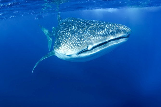 La Paz Whale Shark Snorkeling Tour and Lunch From Los Cabos - Lunch in La Paz: fish tacos, plus time to reset