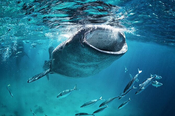 La Paz Whale Shark Snorkeling Tour and Lunch From Los Cabos - Price and value: what $259 is really paying for