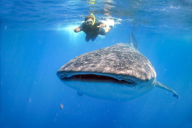 La Paz Whale Shark Snorkeling Tour and Lunch From Los Cabos - Weather, whale shark activity, and the reality check