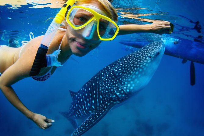La Paz Whale Shark Snorkeling Tour and Lunch From Los Cabos - In-water whale shark time: how the guide makes it work