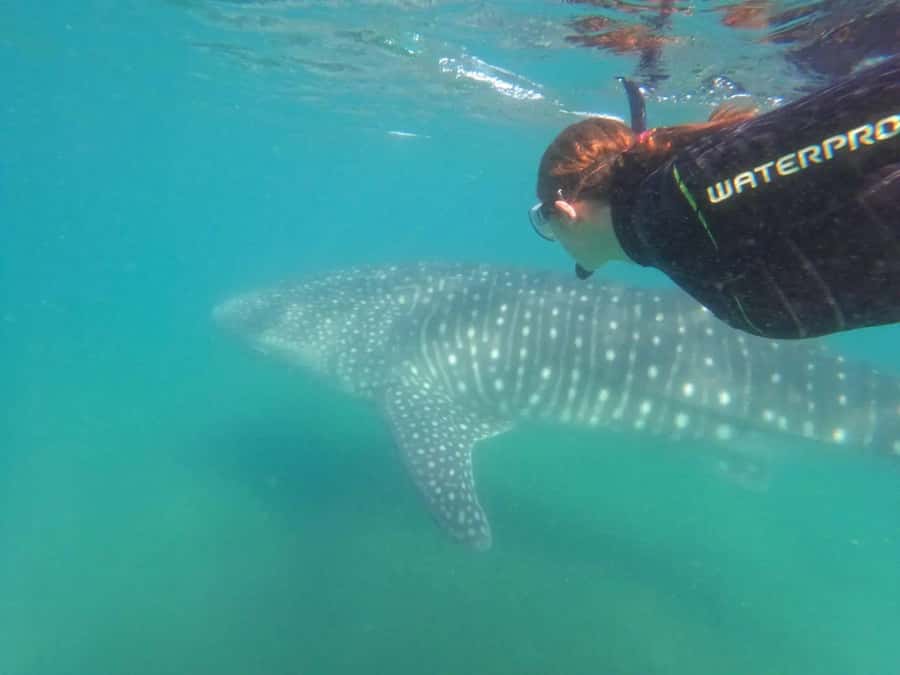 La Paz: Whale Shark Swimming Adventure with Marine Biologist - Key things I’d plan around before you go