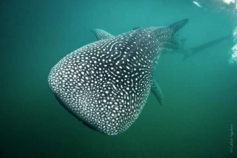 La Paz: Whale Shark Swimming Adventure with Marine Biologist - Comfort, packing list, and the small choices that make a big difference