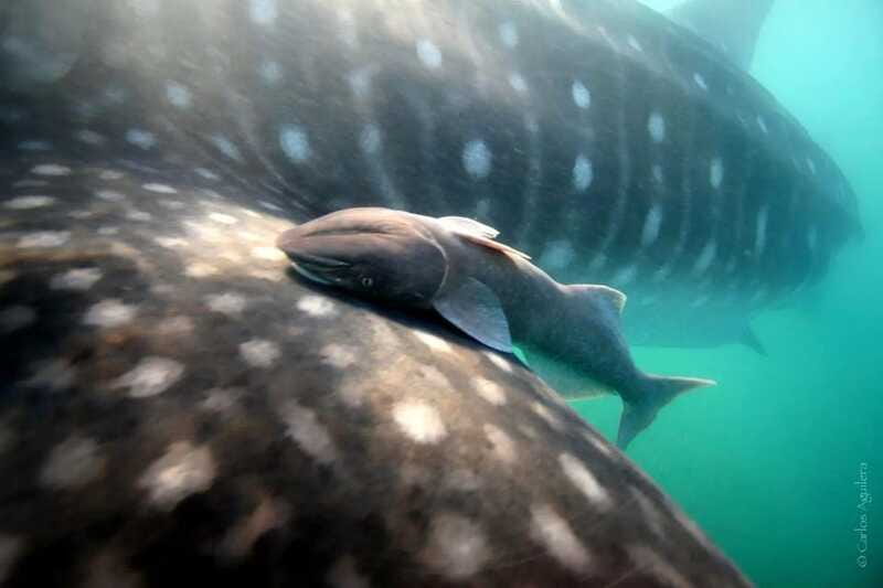 La Paz: Whale Shark Swimming Adventure with Marine Biologist - Price and value: what $204 buys you in real time