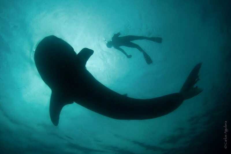 La Paz: Whale Shark Swimming Adventure with Marine Biologist - Should you book this whale shark swim with a marine biologist?