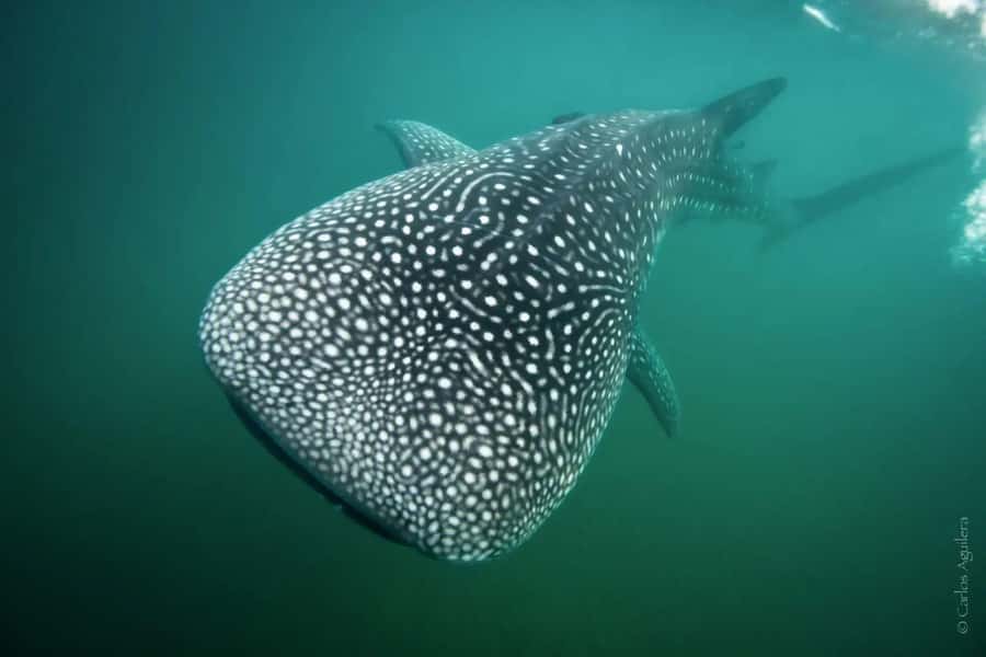 La Paz: Whale Shark Swimming Adventure with Marine Biologist - Eco Migrations check-in, gear up, and finding the right spot