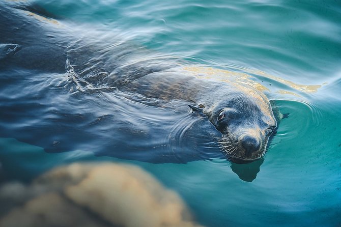 Land's End Tour Basic - Glass-bottom boat time: seeing underwater life without the hassle
